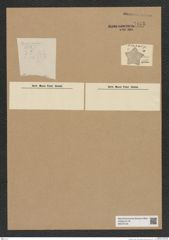Diatomeae indet. Zeichnungen Sammlung Grunow Nr. 7153 (NHMW-BOT-W0376126)